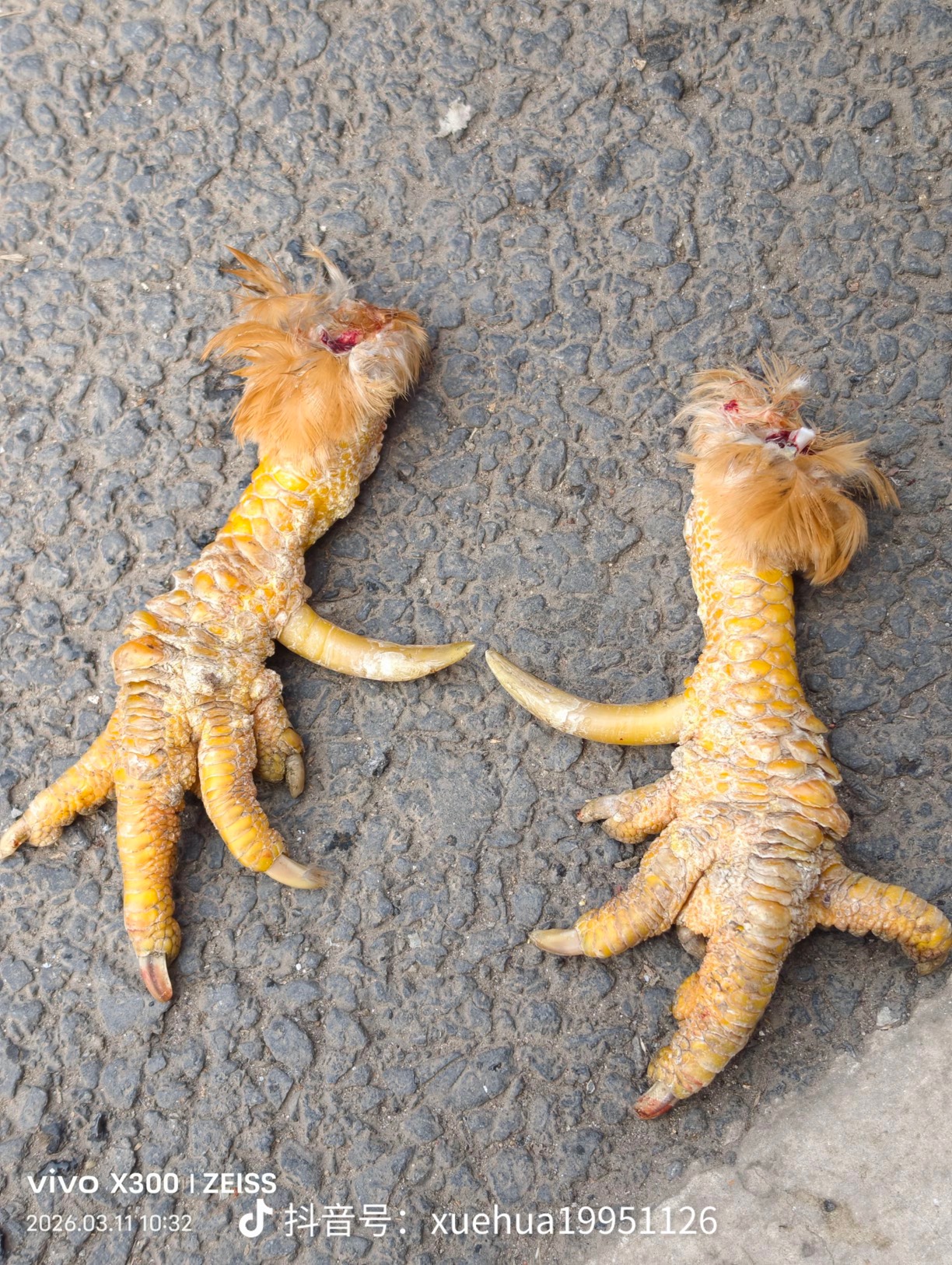 谁要鸡爪 300卖了我要躺平了 没钱急用

61 / 作者:陌上花开9698 / 