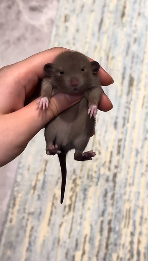 今天好多毛毛，提前过年了

2 / 作者:凤鸣 / 