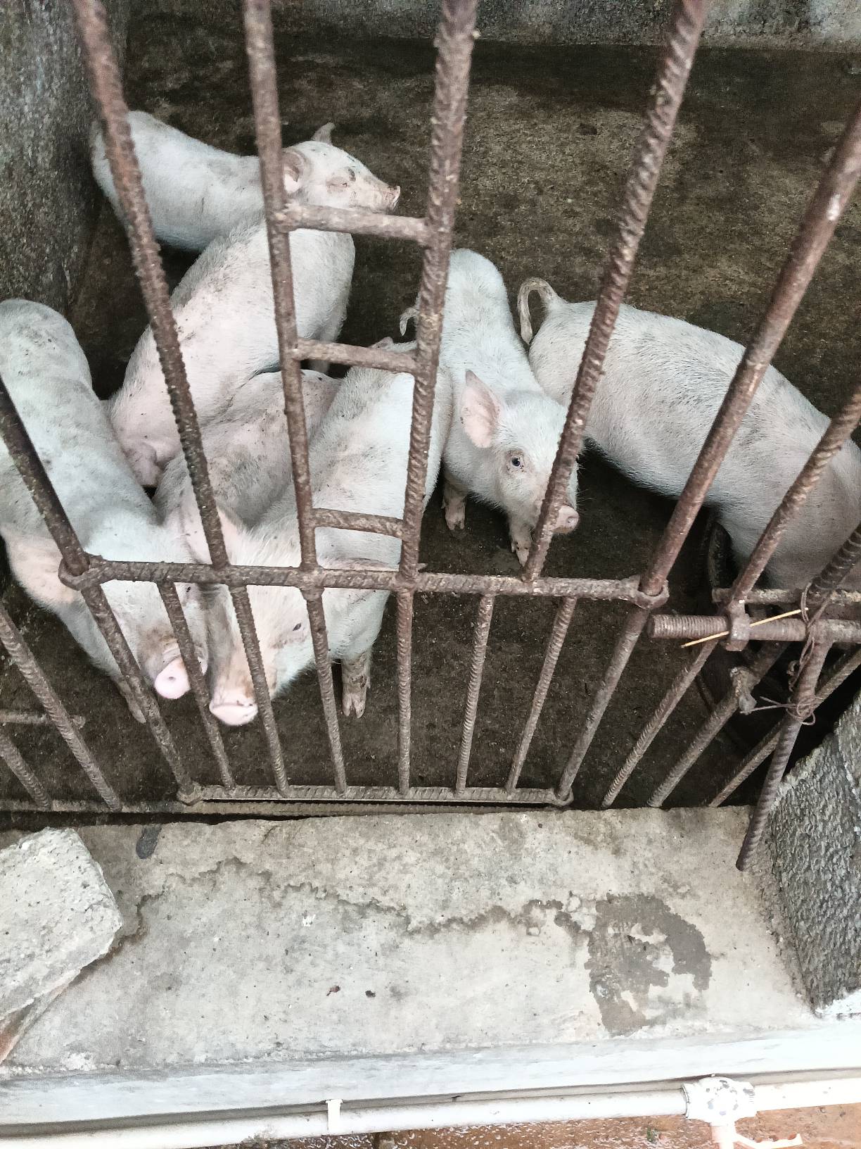 瓜皮了



88 / 作者:忙碌的藤壶 / 