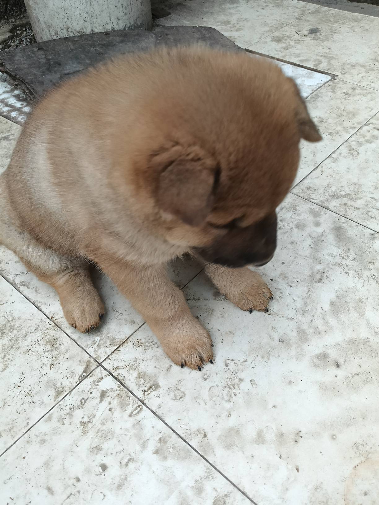 发毛啊，啊啊啊，在高埗红房子的房租都交不上了怎么办啊，问南宁洗碗的妈要5000块钱花47 / 作者:忙碌的藤壶 / 