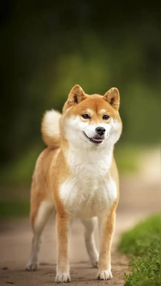 老哥们这个动物明天叼几张给你

75 / 作者:lfc8 / 