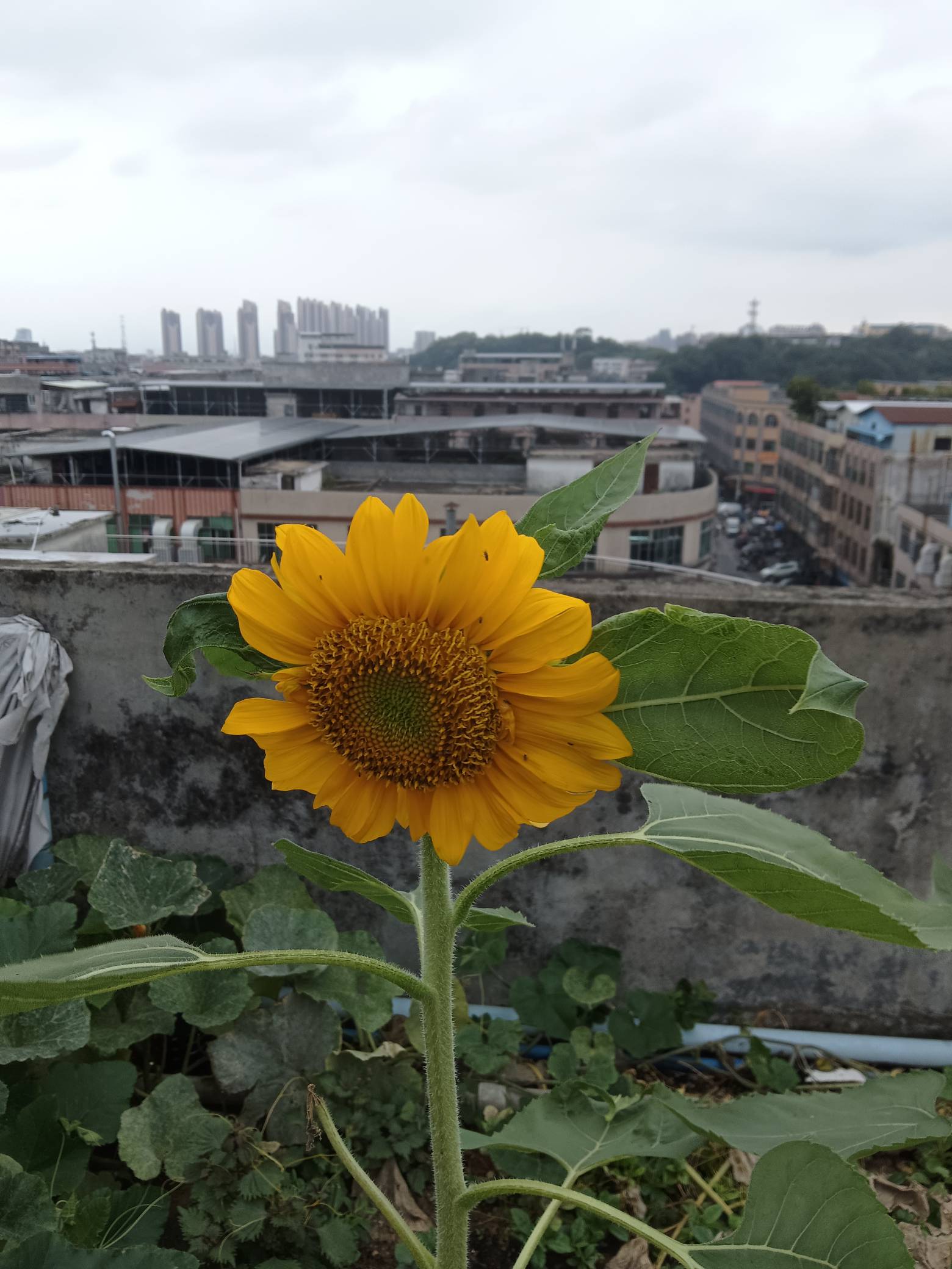 婷婷和这朵花谁更美

23 / 作者:曹老板。 / 