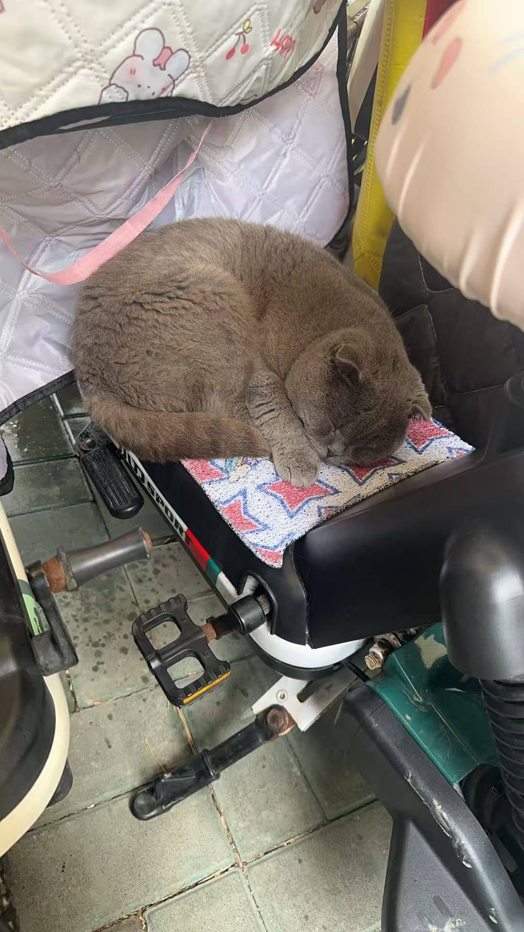 在车棚发现一只小猫咪，我要不要偷偷把它抱回家

43 / 作者:顾小贝 / 