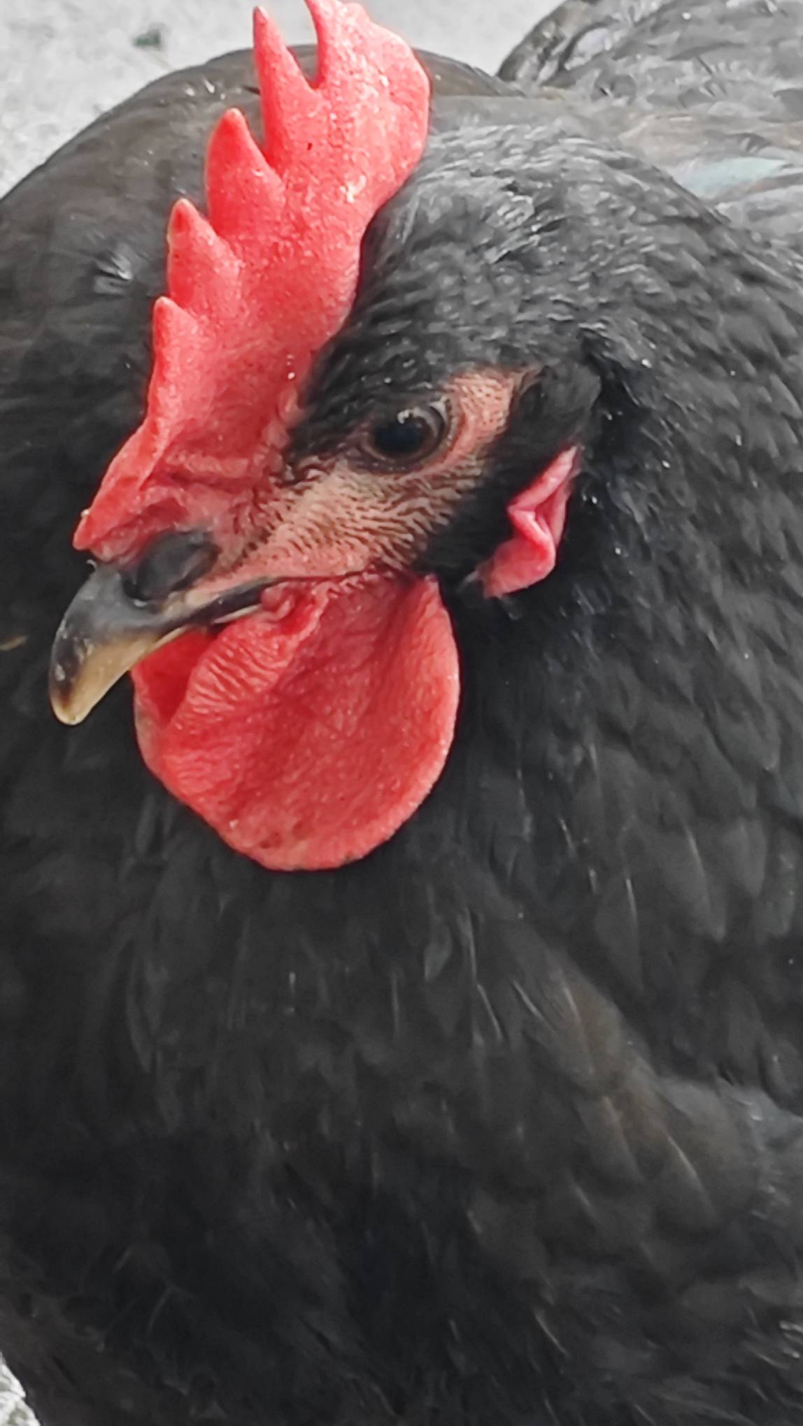 又是没毛的一天，好久没刷屏北部湾老哥了




36 / 作者:你莫说888 / 