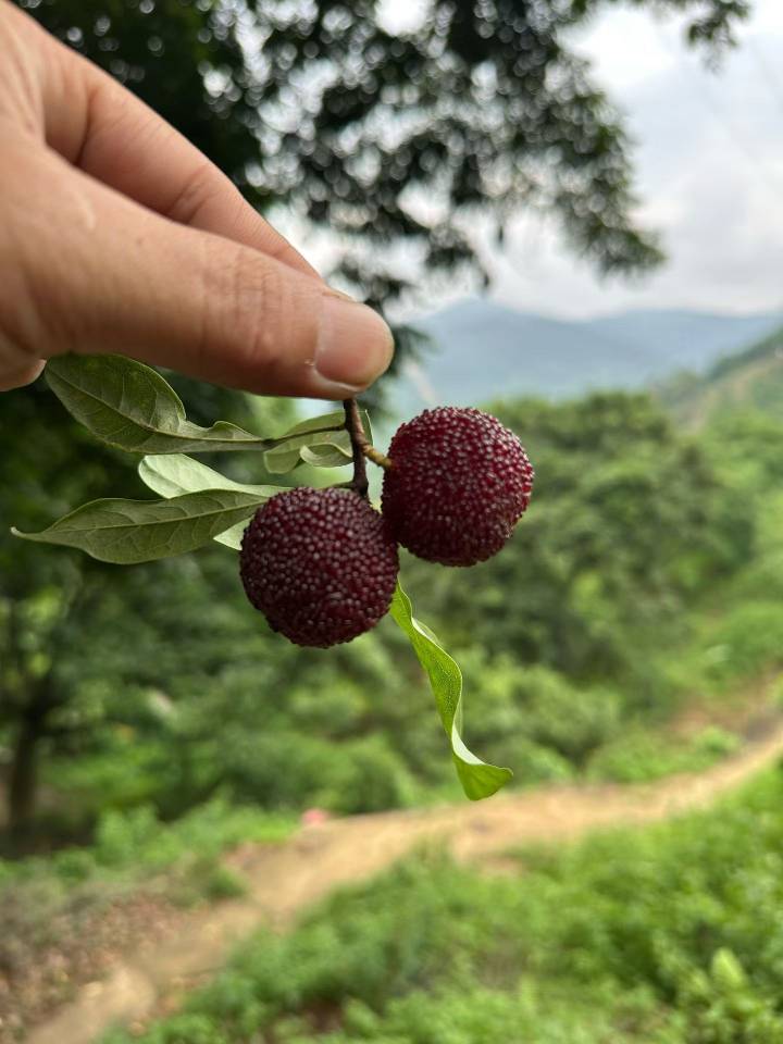 每天都在山上吃到饱，回家都吃不下饭，牙都酸掉了

75 / 作者:神孙策 / 