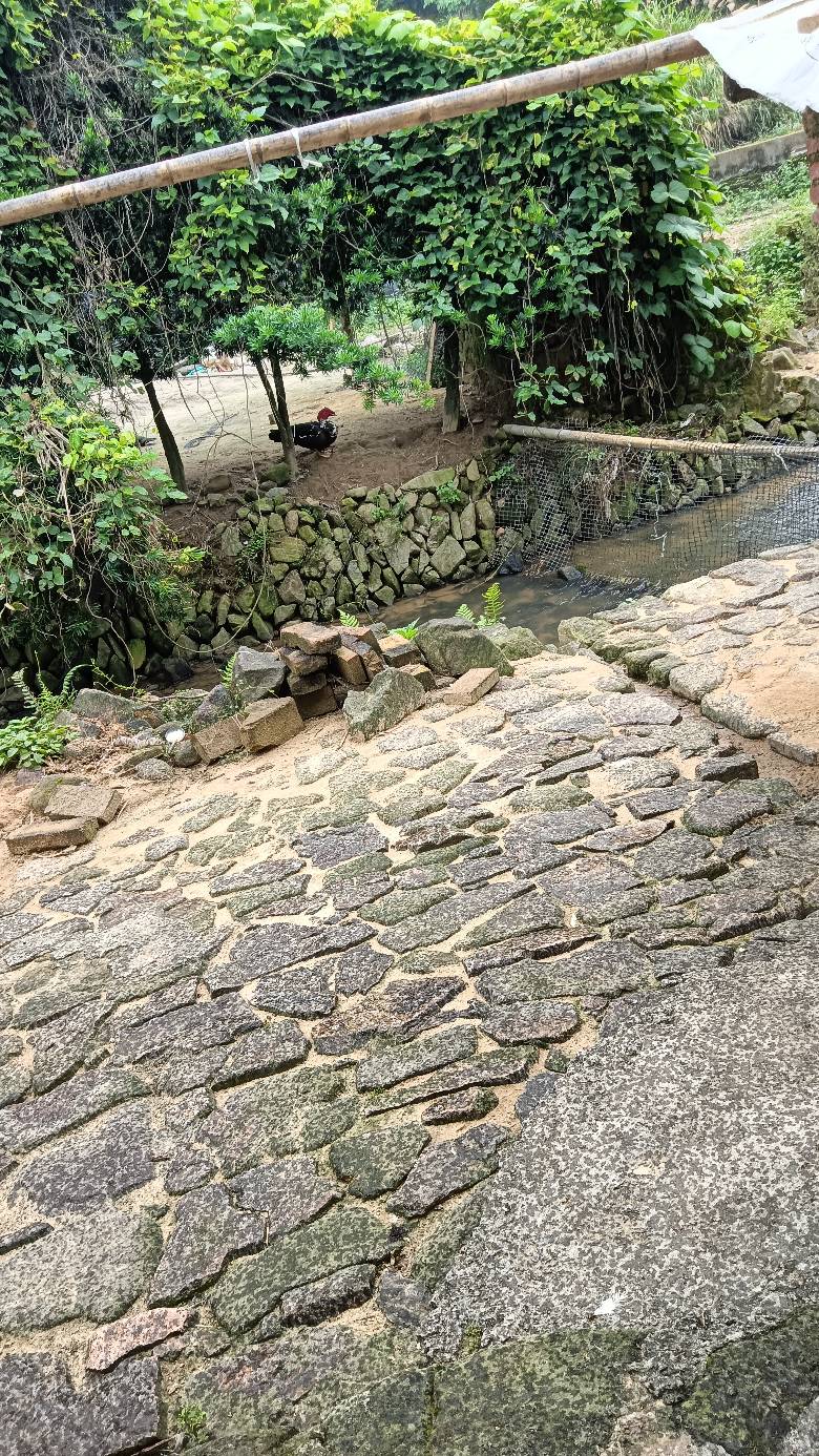 老哥们，养鸡了

40 / 作者:福建牛德华 / 
