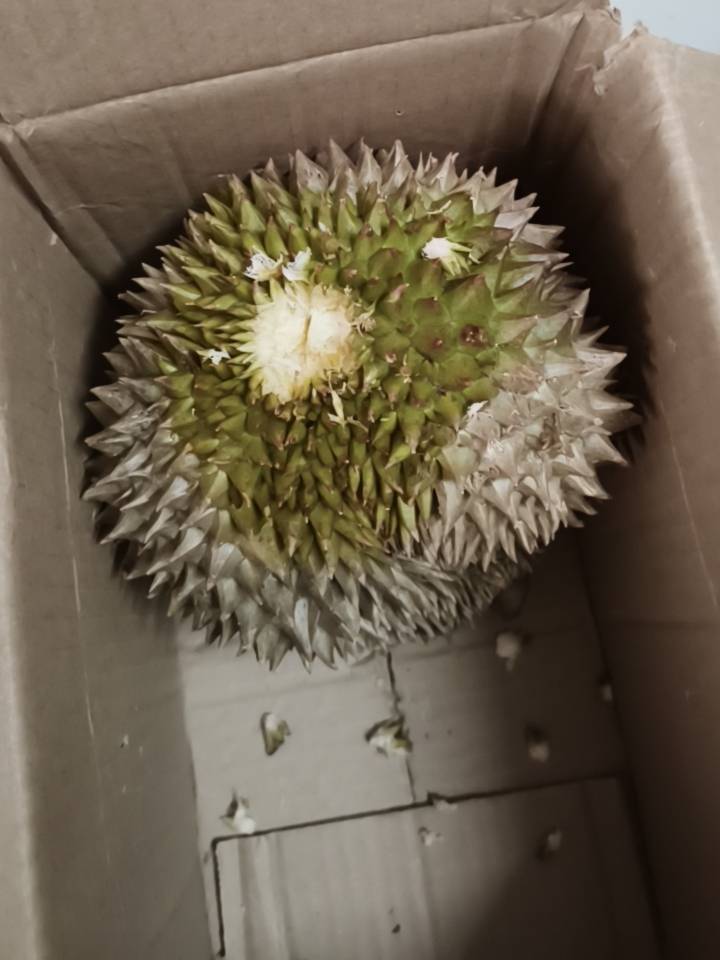 老哥们第一次吃高档货没有裂口闻着很香掰不开强行用刀切了发现里面肉梆硬的现在怎么办87 / 作者:温暖5188 / 