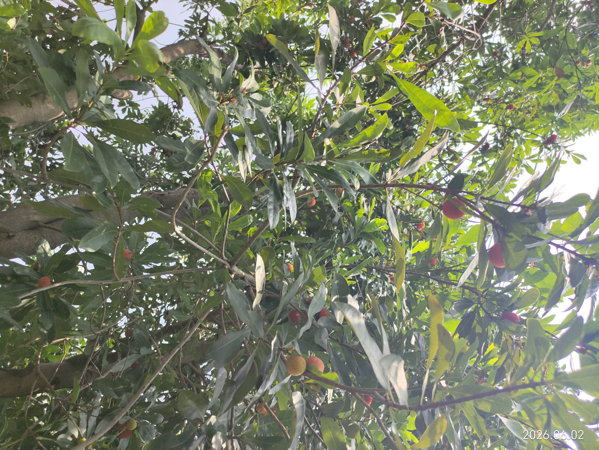 老哥们这是杨梅树吗？怎么这么酸？刚吃了两颗很酸




21 / 作者:红菜苔 / 