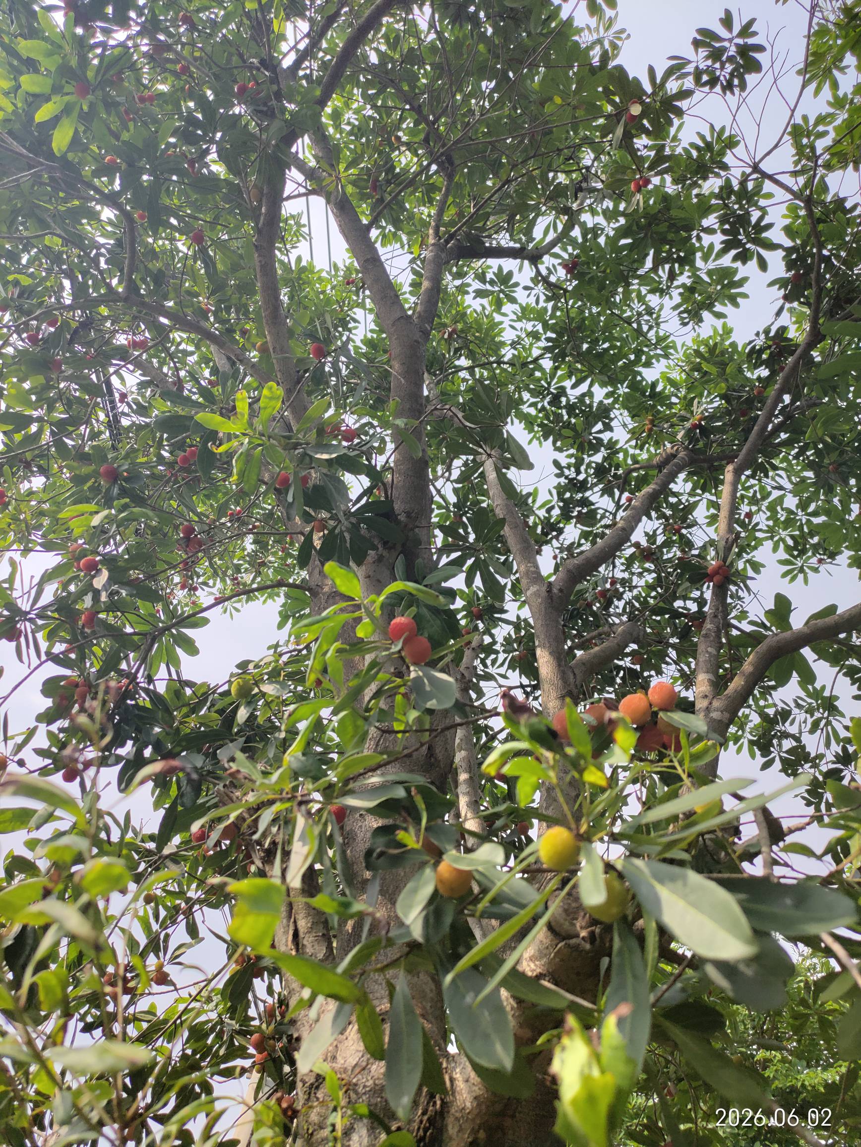 老哥们这是杨梅树吗？怎么这么酸？刚吃了两颗很酸




12 / 作者:红菜苔 / 