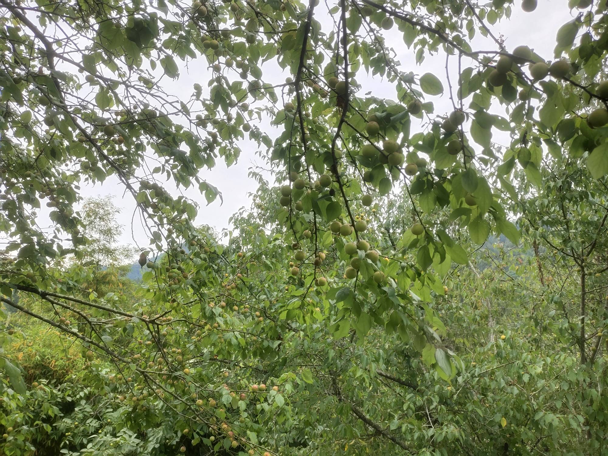 老哥们别挂壁了，和我一样回老家吧，我们青梅煮酒论英雄，既无汽车之喧嚣，又无房费之38 / 作者:势要领遍立减金 / 