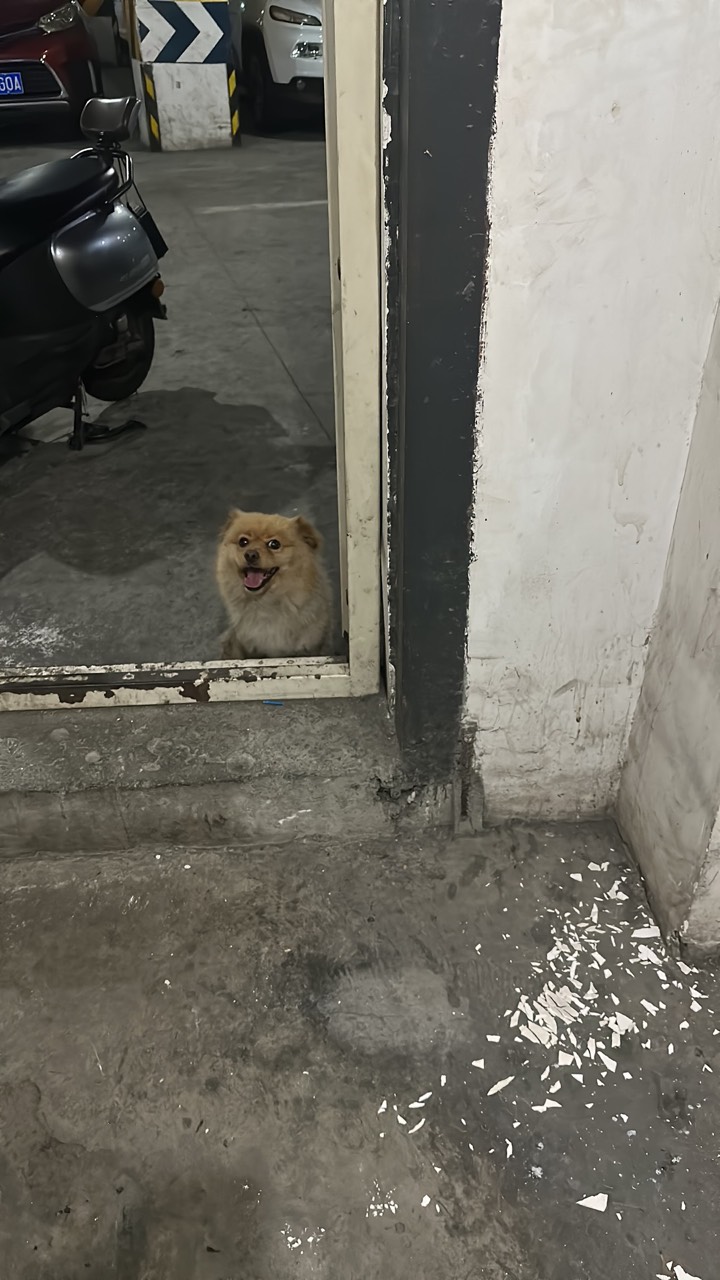 老哥们，你们见到流浪狗会管他们吗，我挺想带回去的，但是家里人不同意
刚刚又找了个47 / 作者:大圆先生 / 