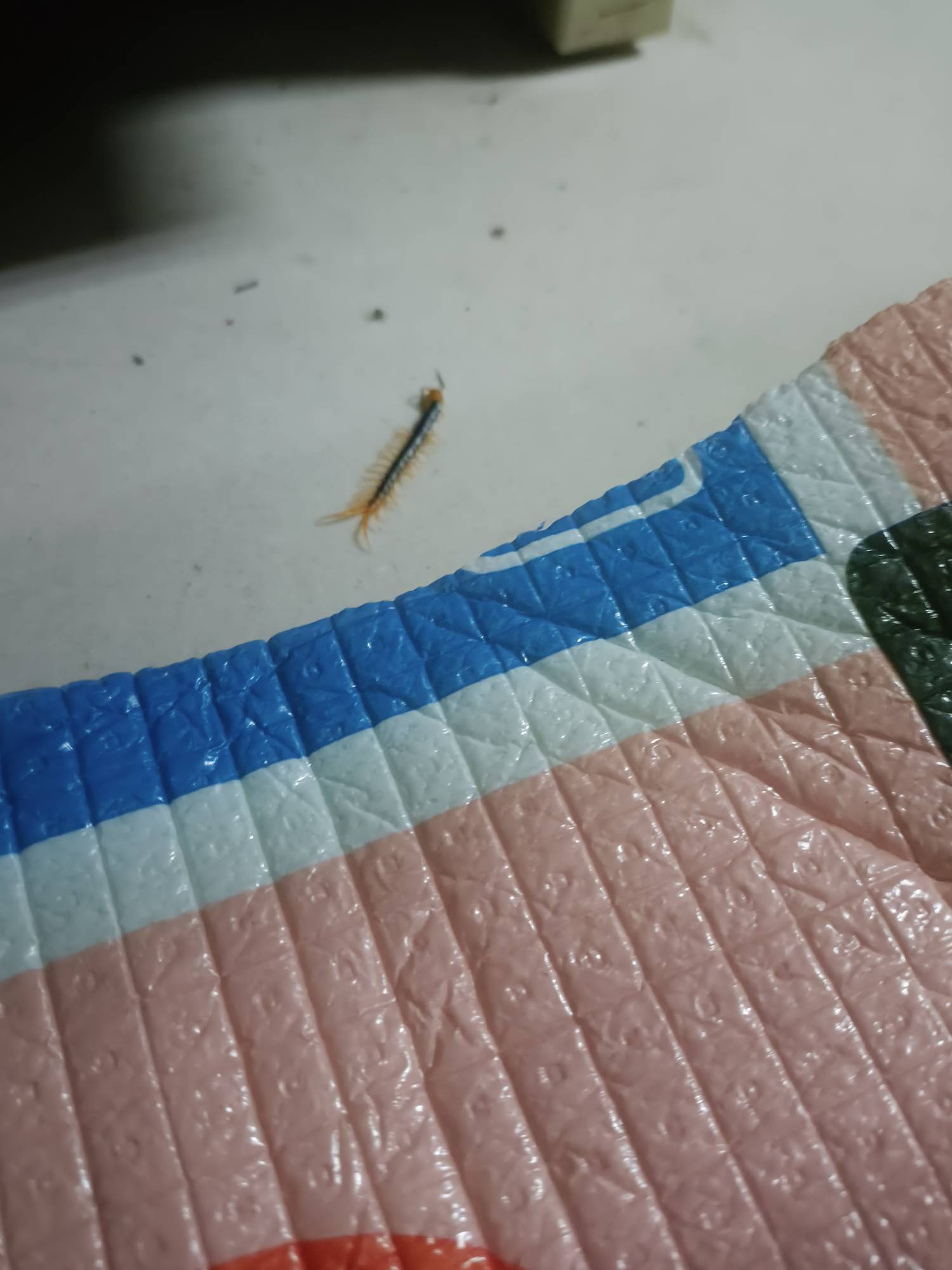 挂壁睡着睡着感觉有东西在身上爬，往身上一顿捣鼓然后抓条这玩意出来，被这玩意咬有没34 / 作者:帅帅的说 / 