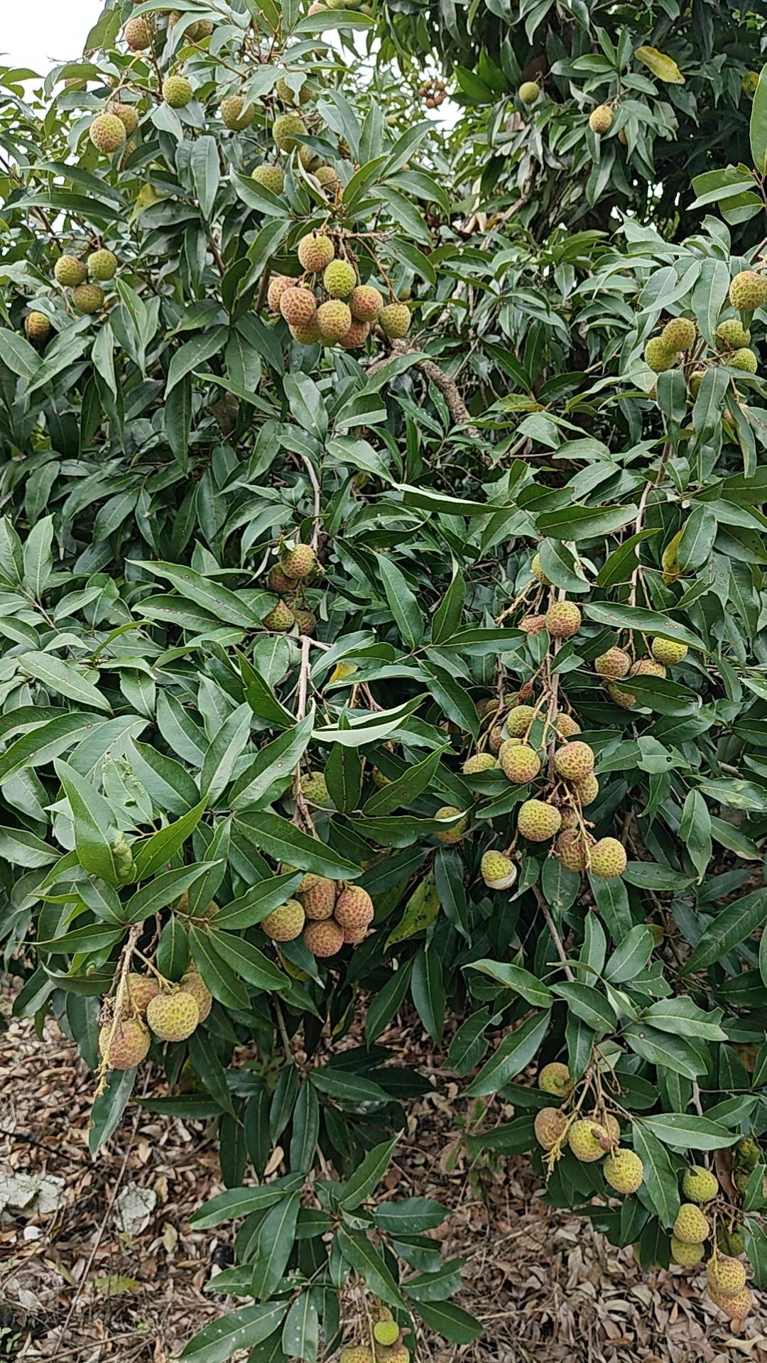老哥们夕夕买菜广东黑荔枝真甜啊

5 / 作者:卡农11O⥳ / 