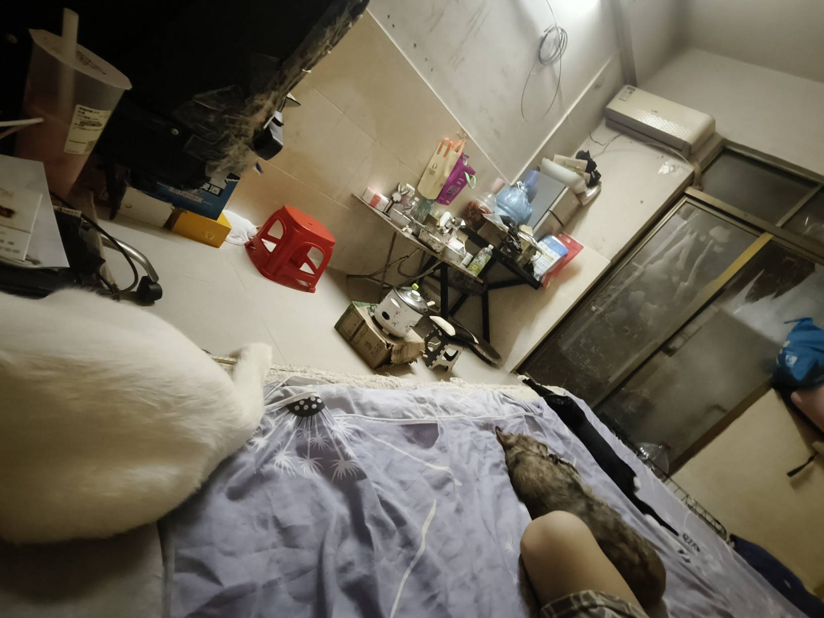 养不起了老哥们猜一下多少只猫

20 / 作者:温暖5188 / 