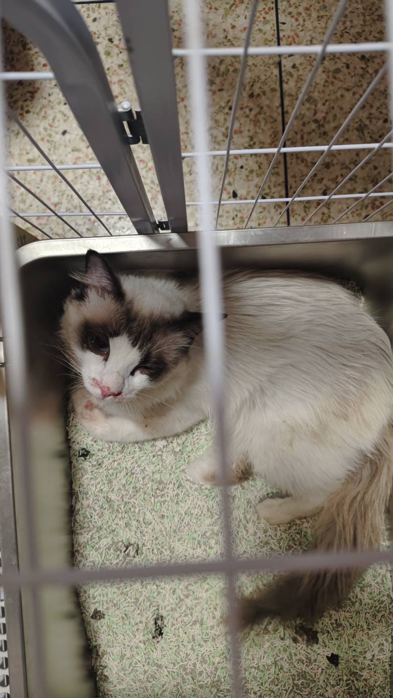 我的猫咬我，还冲我哈气，气的我拿酒瓶照它脑袋一顿猛干，现在打老实了，给它关禁闭

3 / 作者:逆夏听雨 / 