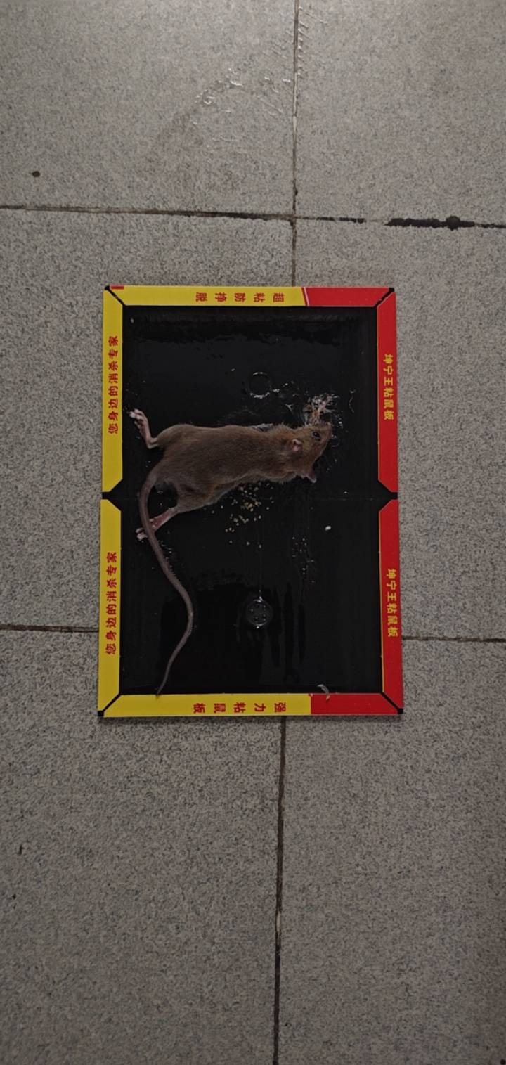 挂壁房的老鼠真恶心，买一块舒肤佳，就给我拖家带口吃一块，广东老鼠真是变异了

71 / 作者:　晟 / 