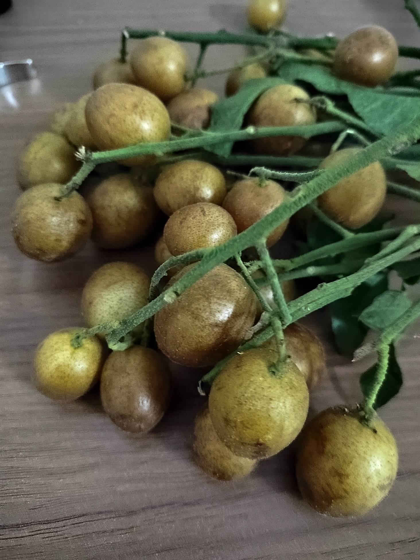 刚才下去买烟，发现挂壁房旁边有颗果树，看没人摘了一点就跑了，不会有事吧？

63 / 作者:今年要发财 / 