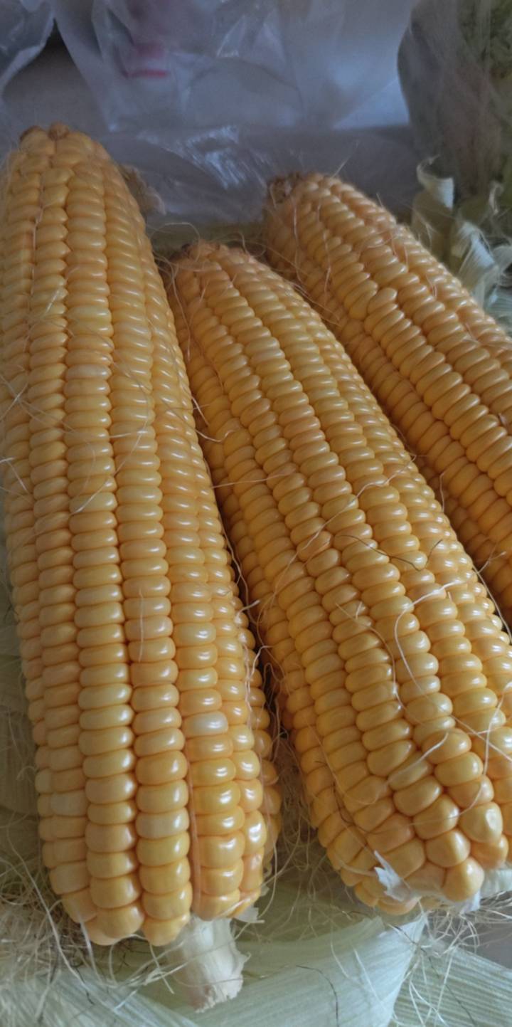 这一个玉米2块，这是什么品种，湖北可以种吗

29 / 作者:露西亚的鱼 / 