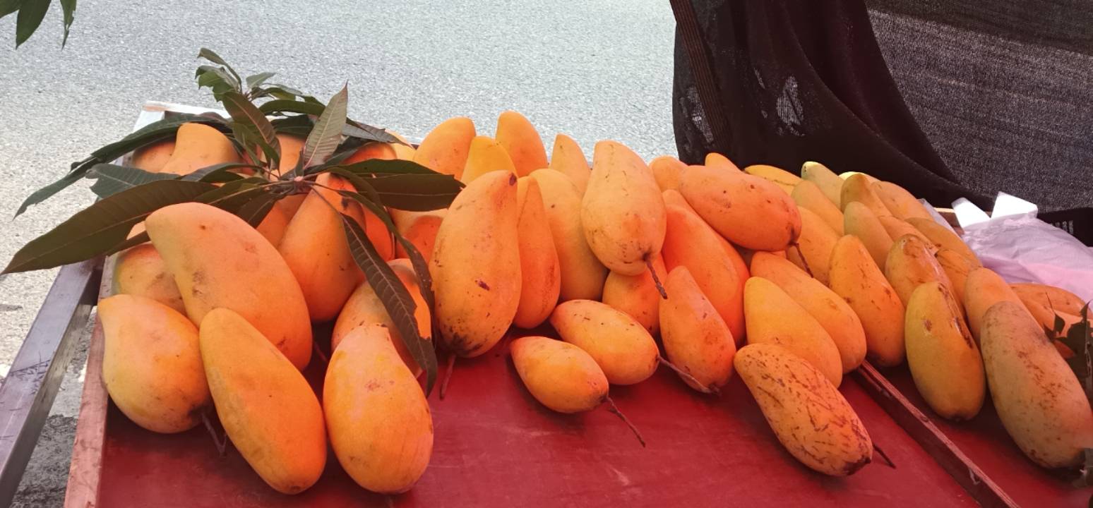 回老家卖芒果了

4 / 作者:涂家明针 / 