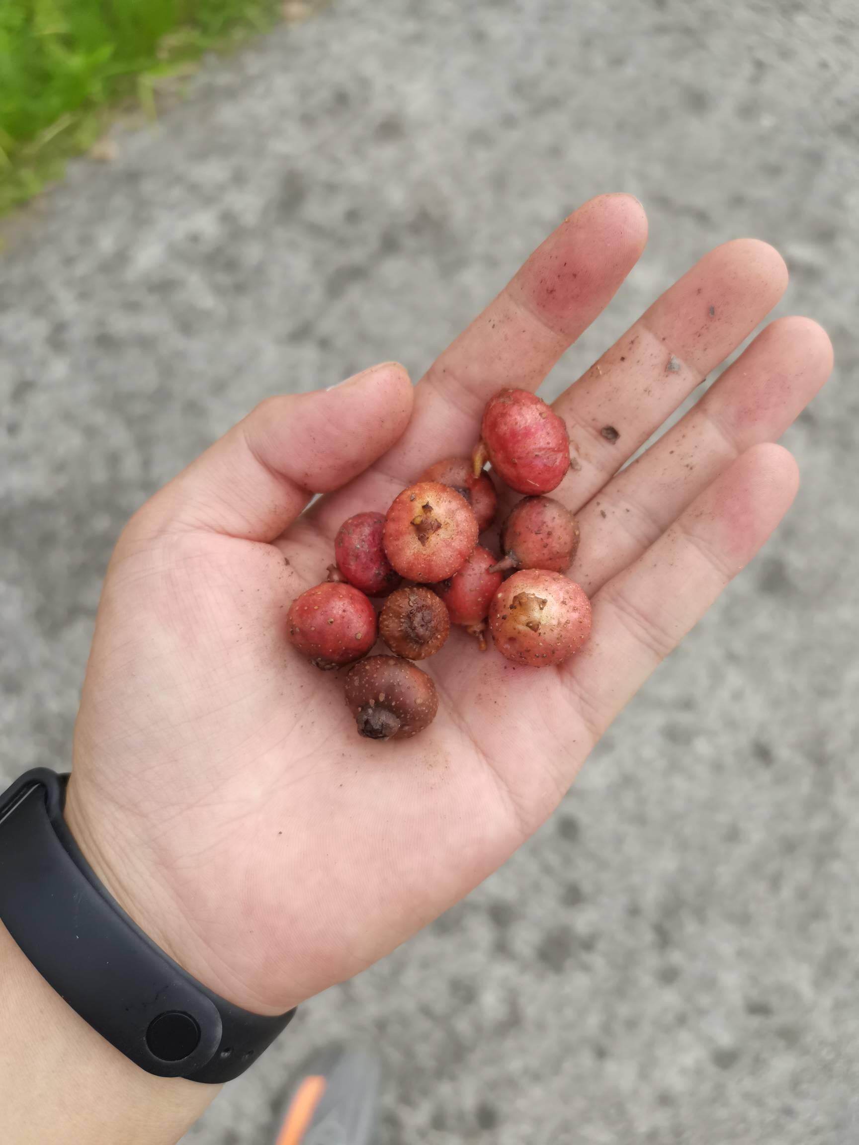 儿时的美食，珍贵的回忆

97 / 作者:老哥想上岸！！ / 
