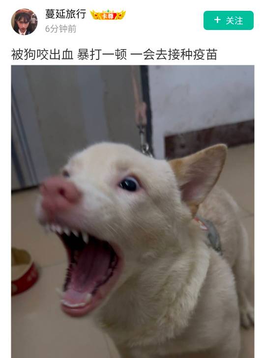 这种咬人的狗直接铁锹打死，然后让汉三爱养狗老哥给你做成香喷喷的狗肉，喝上几两美滋9 / 作者:假老哥真挂壁 / 