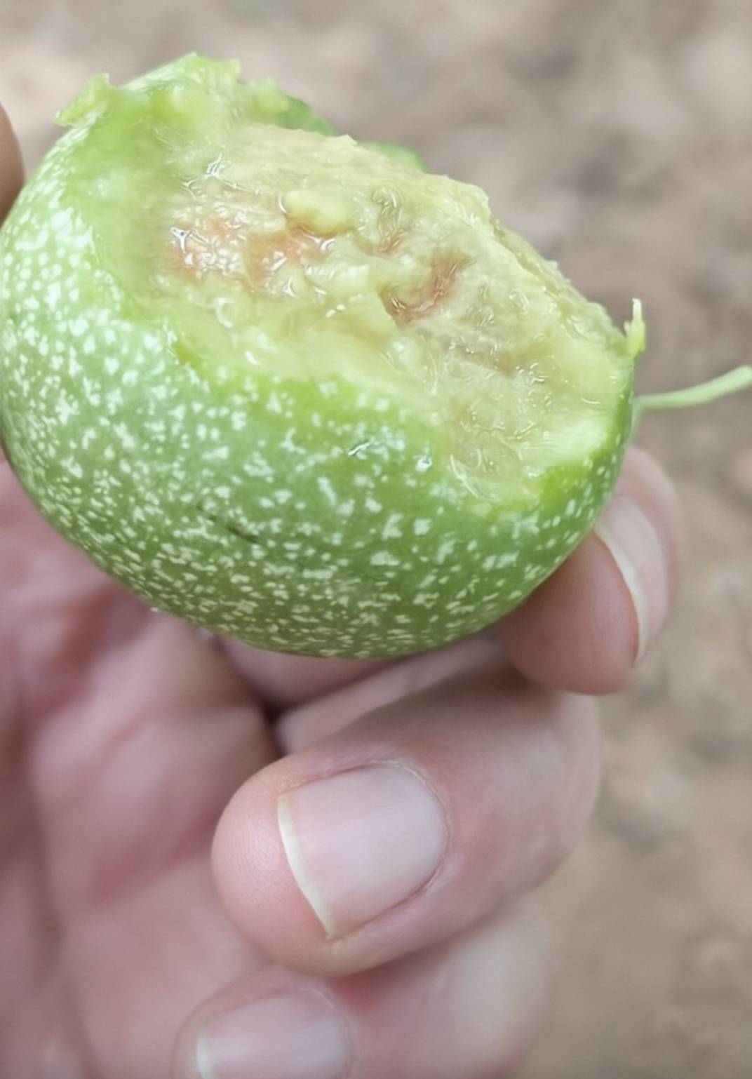 树上摘的什么桃水果，一点都不好吃南方人表示吃不.惯，苦涩味还辣嘴，又苦又涩


100 / 作者:撸毛小王子 / 
