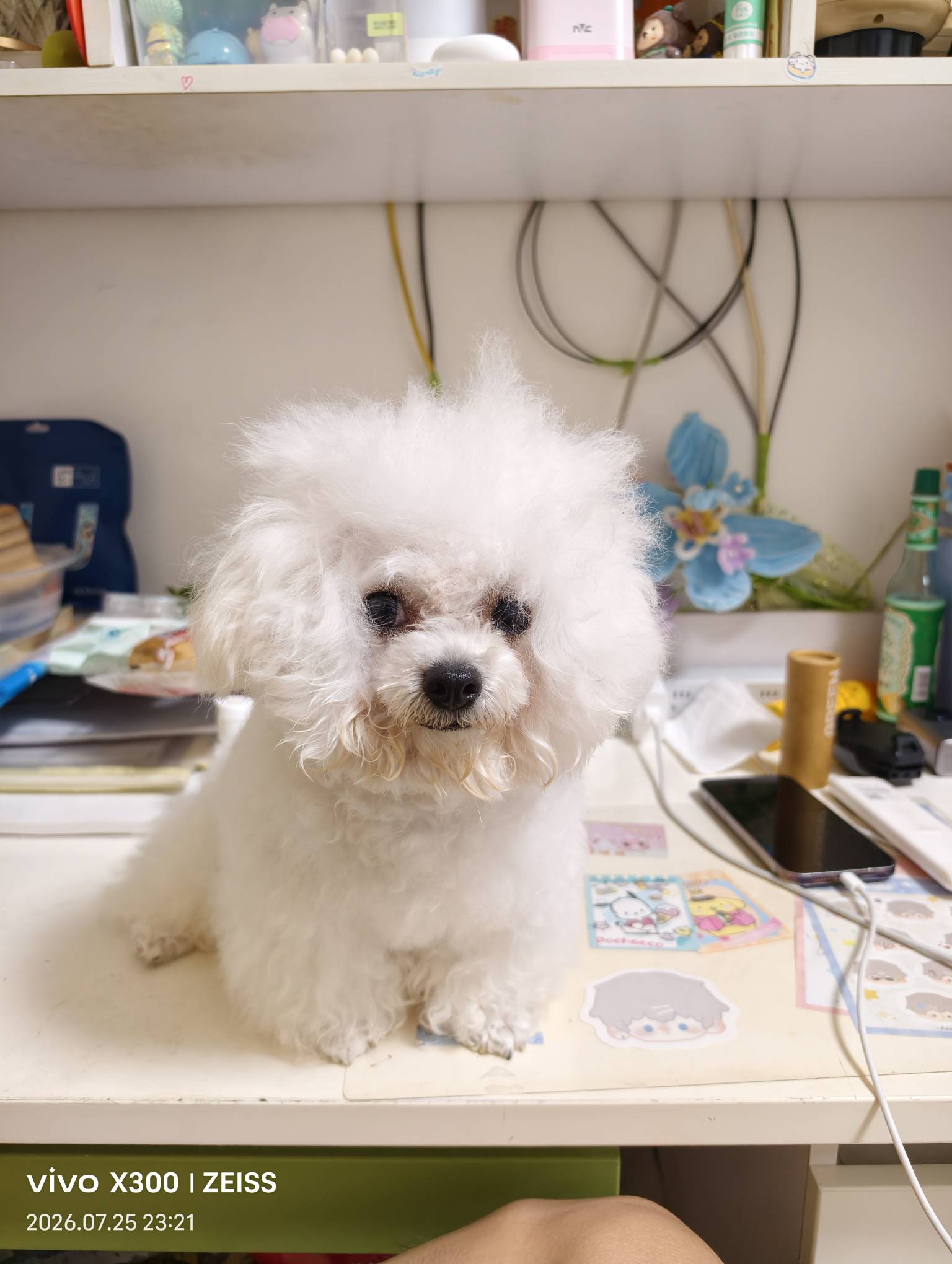 潦草小dog

38 / 作者:呆囧木木 / 