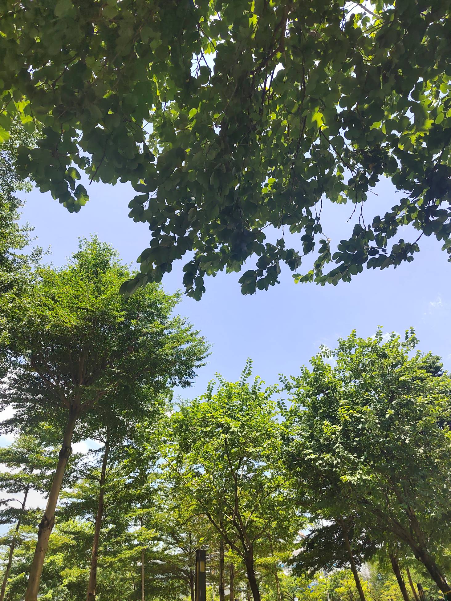 睡午觉了。今天又是没毛的一天


51 / 作者:林伯不卖菠萝鱼 / 