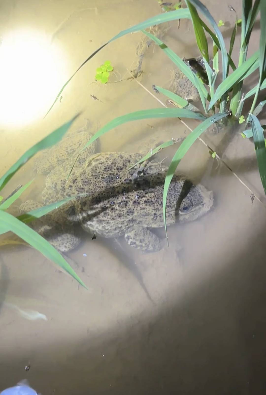 老哥们 好大一只田鸡

93 / 作者:粿条佬 / 