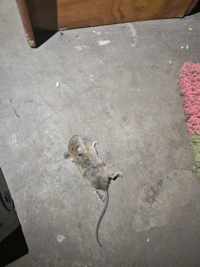 折磨我一个月了终于一脚踩死，搞了一下午把房间家具全部搬开才搞定，捕鼠器白买了没有97 / 作者:不知嗦味 / 
