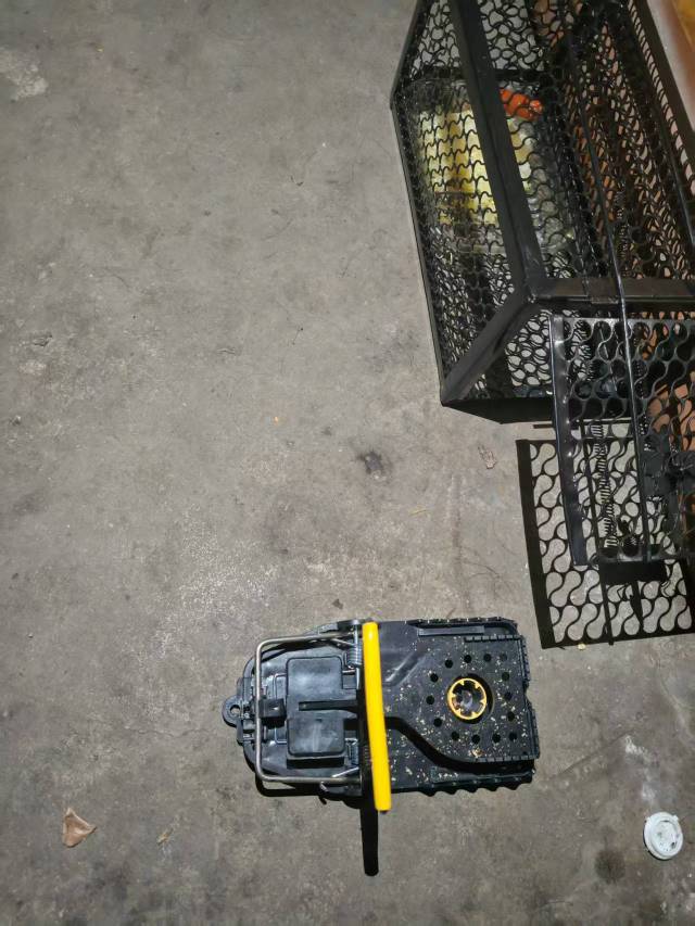 折磨我一个月了终于一脚踩死，搞了一下午把房间家具全部搬开才搞定，捕鼠器白买了没有41 / 作者:不知嗦味 / 