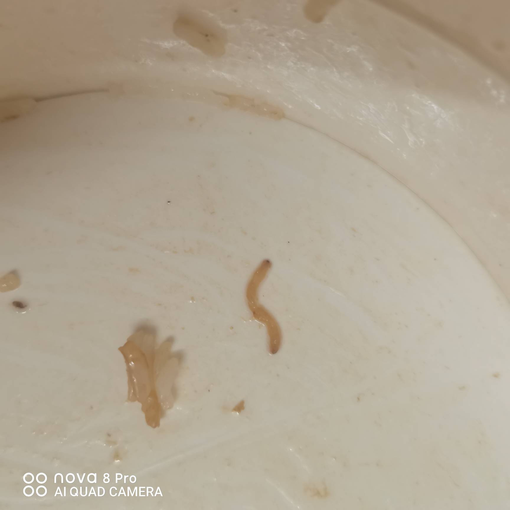 老哥们，刚在黄大妈点了个外卖，看着像蛆啊

20 / 作者:懂哥 / 