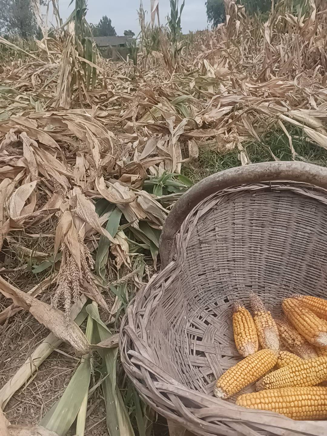 又热又困又累又饿

59 / 作者:月之光芒 / 