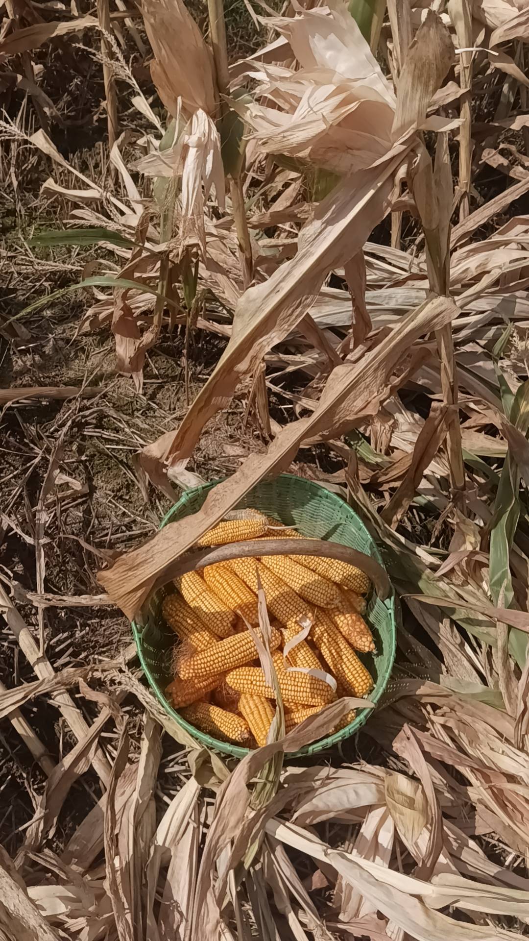 8点干到现在，又热又累，比打螺丝还累

91 / 作者:月之光芒 / 