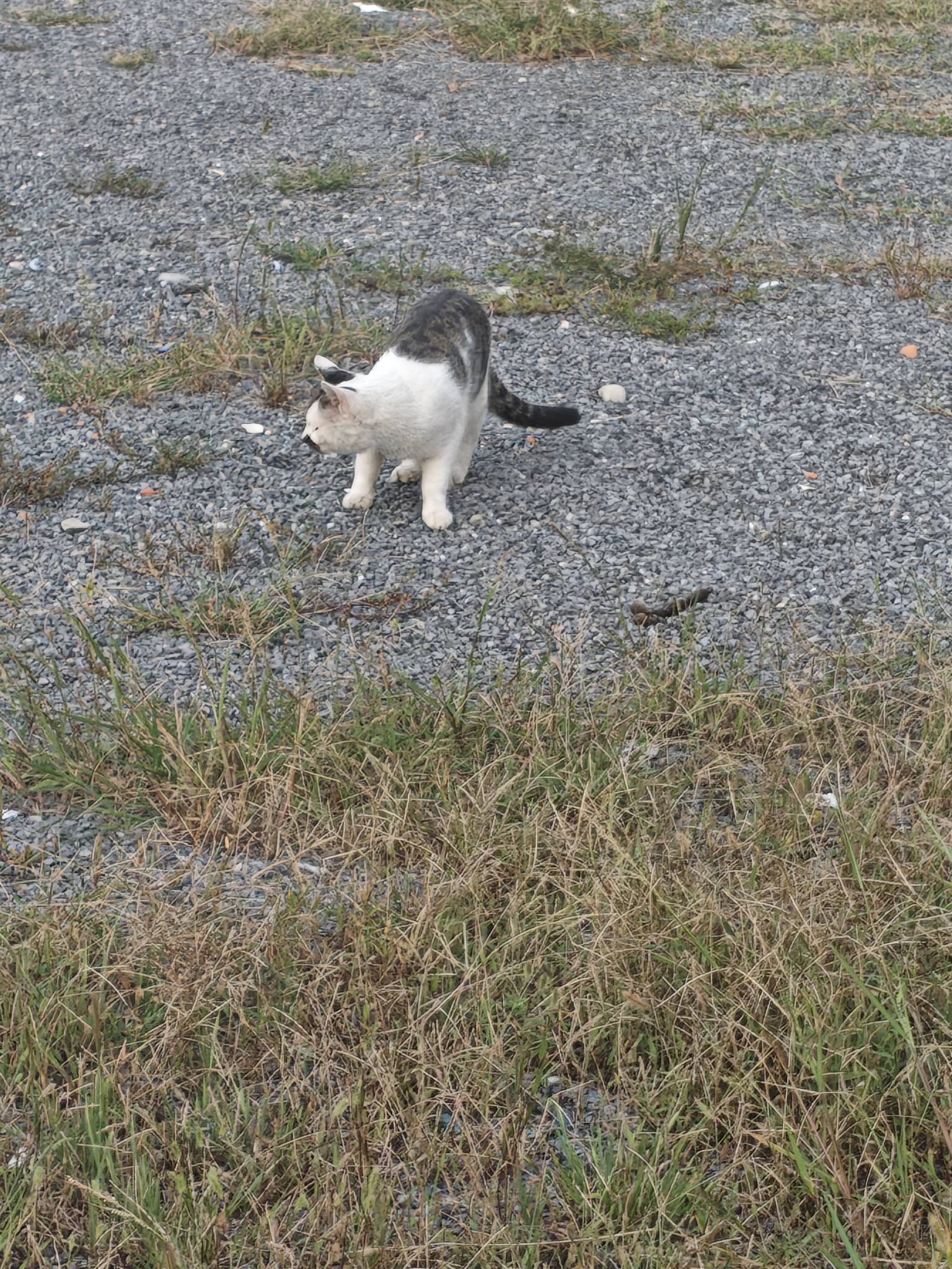 最近发现好多小猫啊，你们要吗老哥们，走鱼




82 / 作者:山西陈冠希 / 