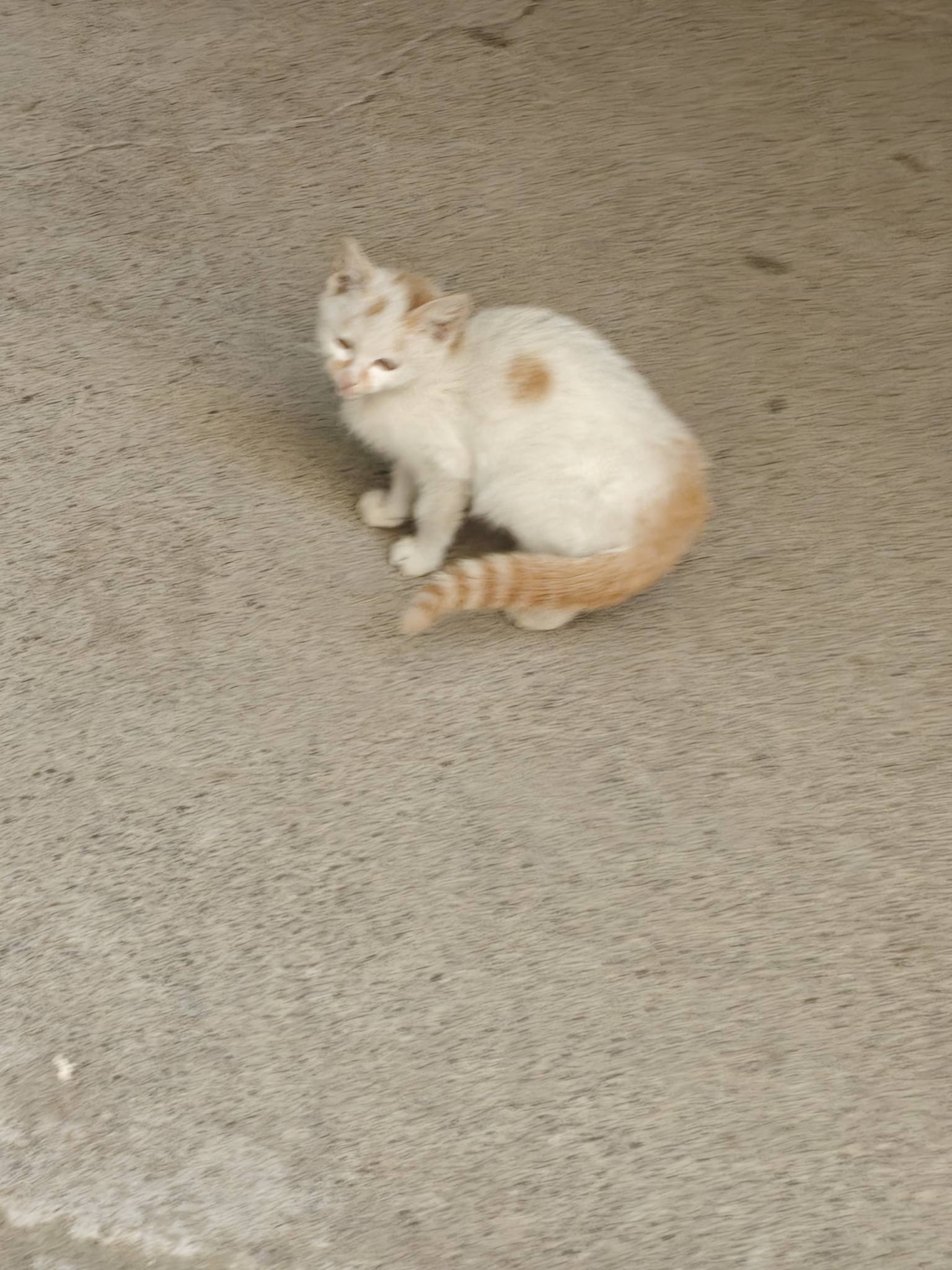 最近发现好多小猫啊，你们要吗老哥们，走鱼




83 / 作者:山西陈冠希 / 