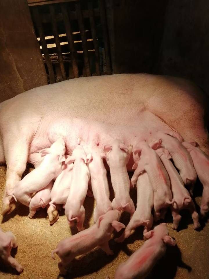 睡觉了老哥们，一会还要早起喂猪
7 / 作者:l203 / 