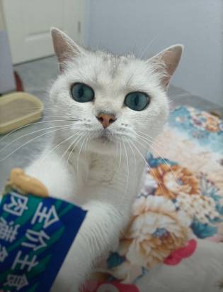 四块九的猫条，这猫竟然这么爱吃


82 / 作者:晴空免疫性 / 