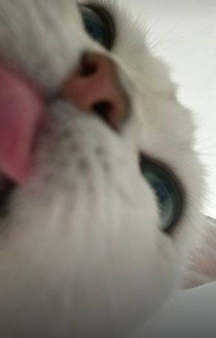 四块九的猫条，这猫竟然这么爱吃


96 / 作者:晴空免疫性 / 