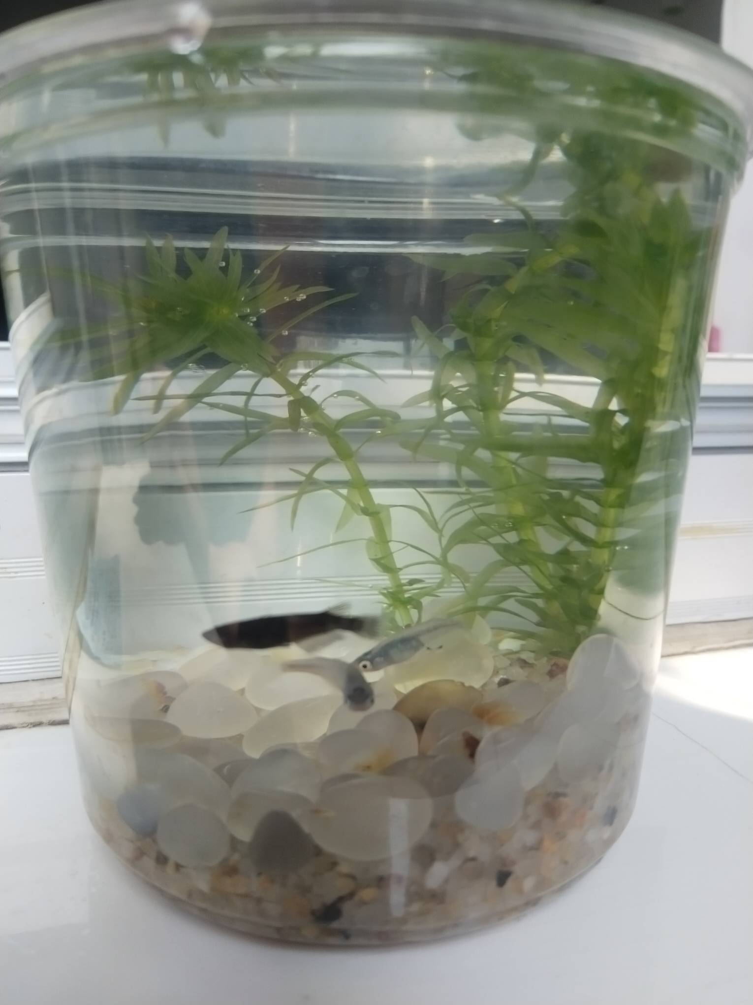 看我养的挂b鱼


2 / 作者:春暖花开❗ / 