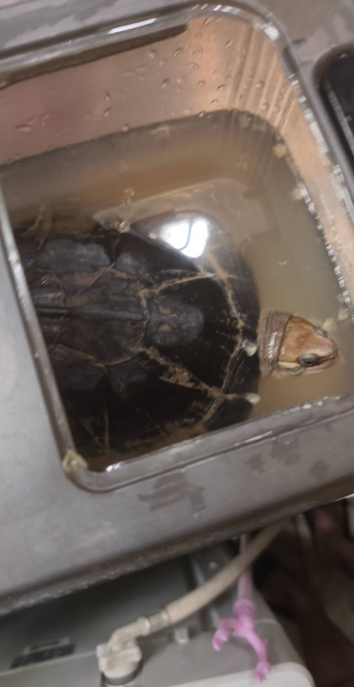 看我养的挂b鱼


0 / 作者:挂比了救我鸭 / 