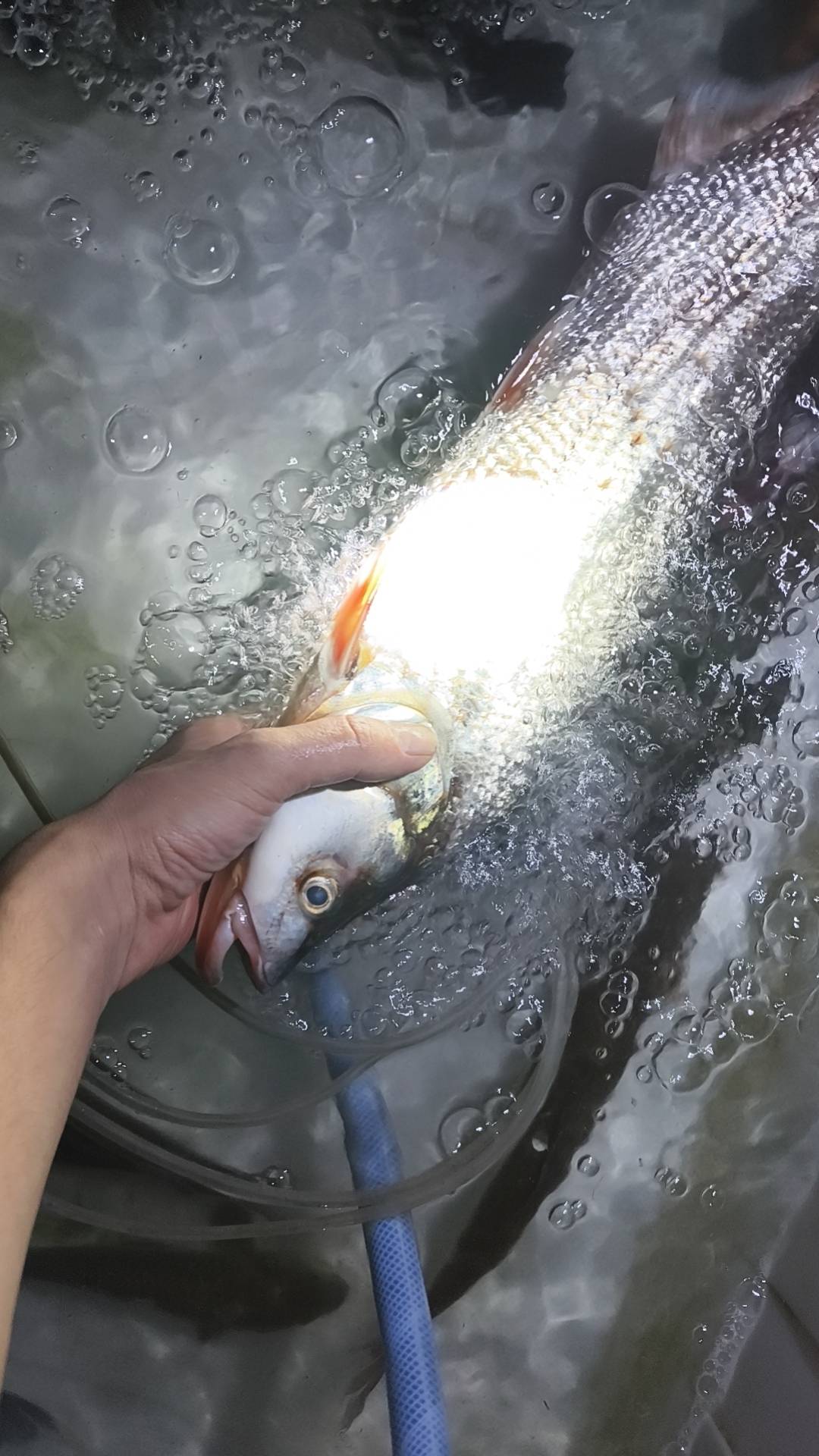 昨晚夜钓收货


66 / 作者:逼两拳皇 / 
