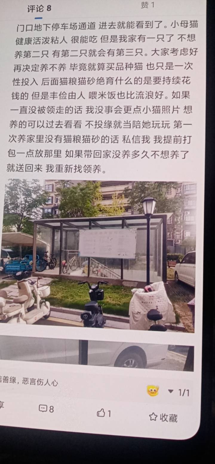 烦丝了 天天忙着给小猫找领养 不知道哪个出生 放只一月大小猫在楼道 放了点猫粮就不管82 / 作者:金敏喜啊 / 