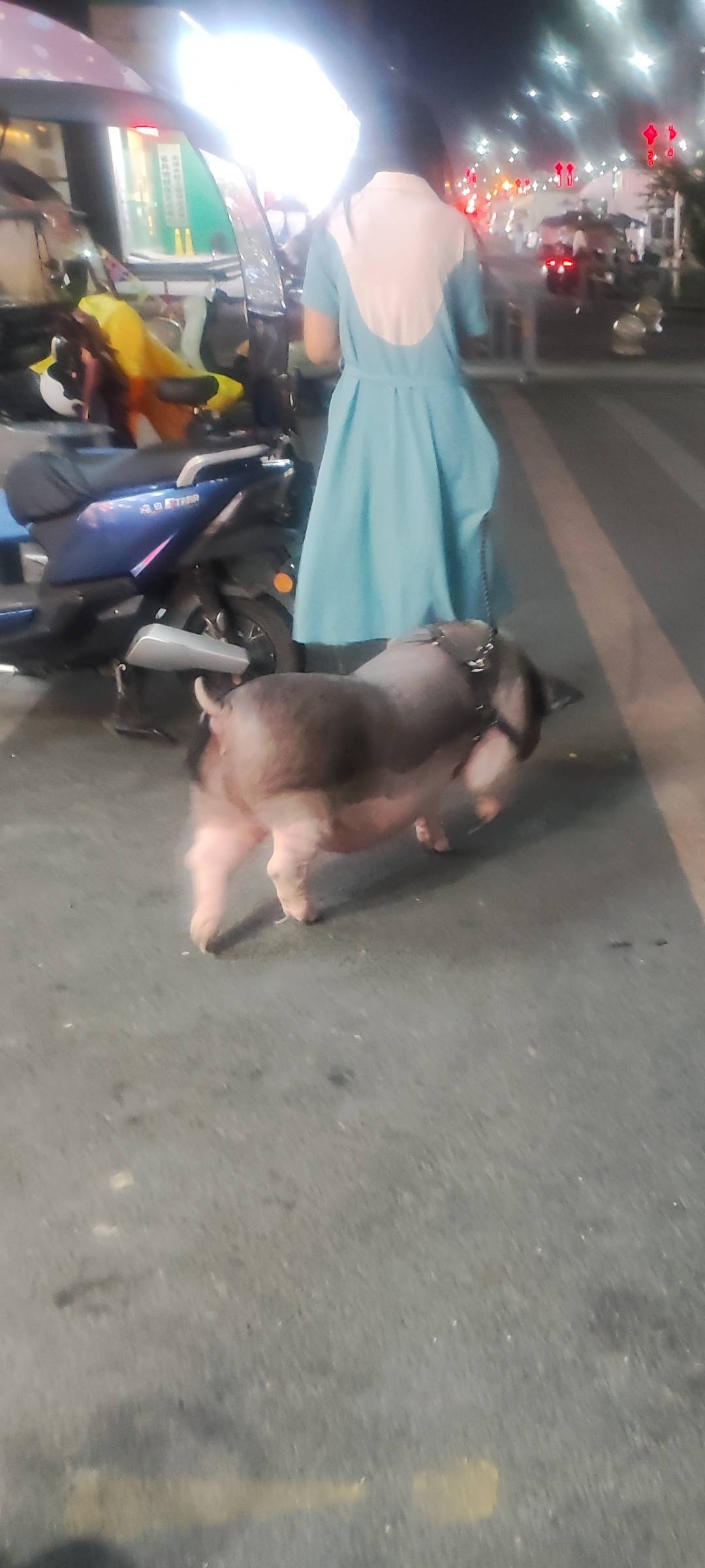  小可爱长得真肥

36 / 作者:摇摆的苏丹 / 