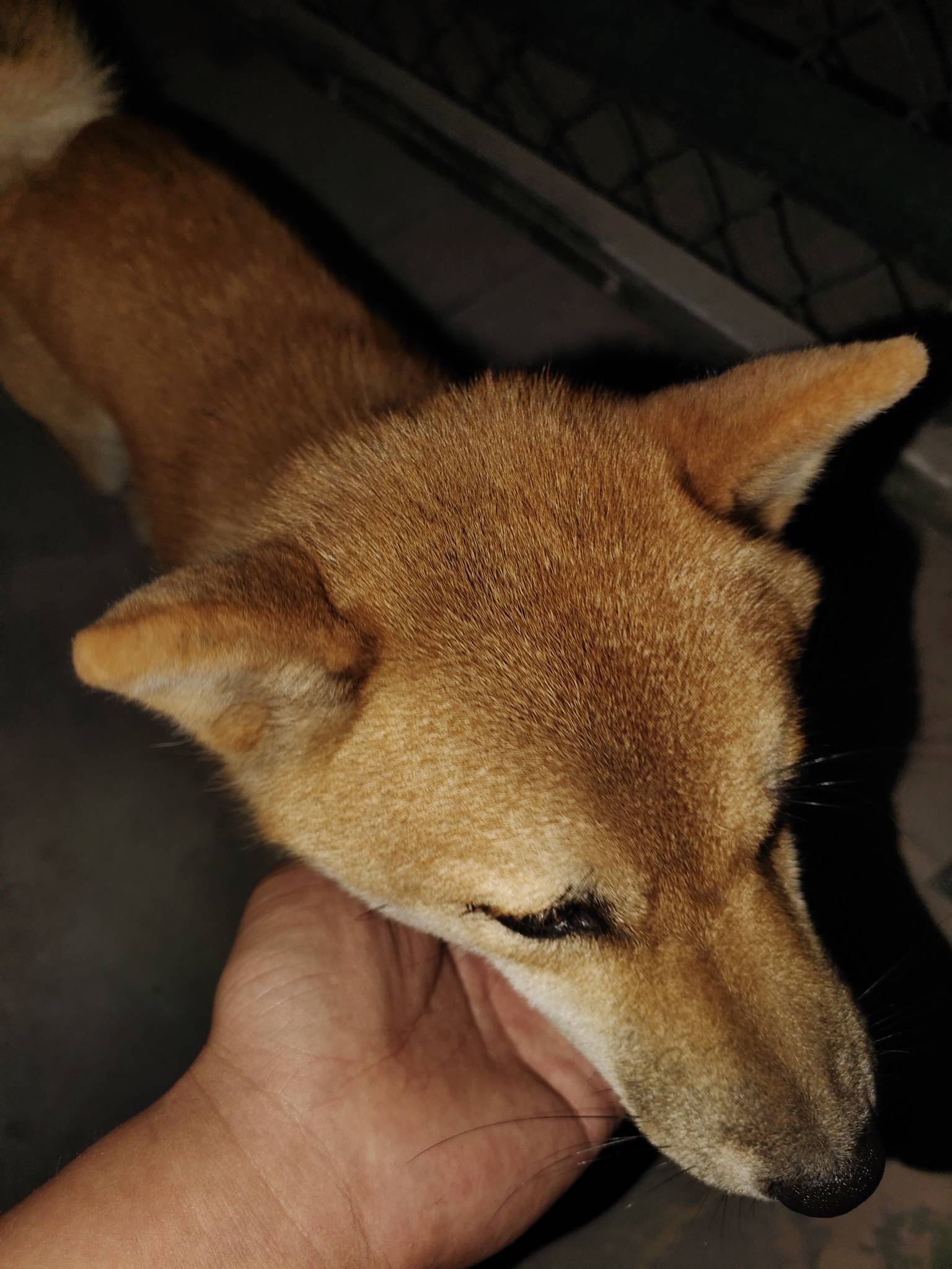 这玩意柴犬吧，捡到一只

61 / 作者:挺好哈哈 / 