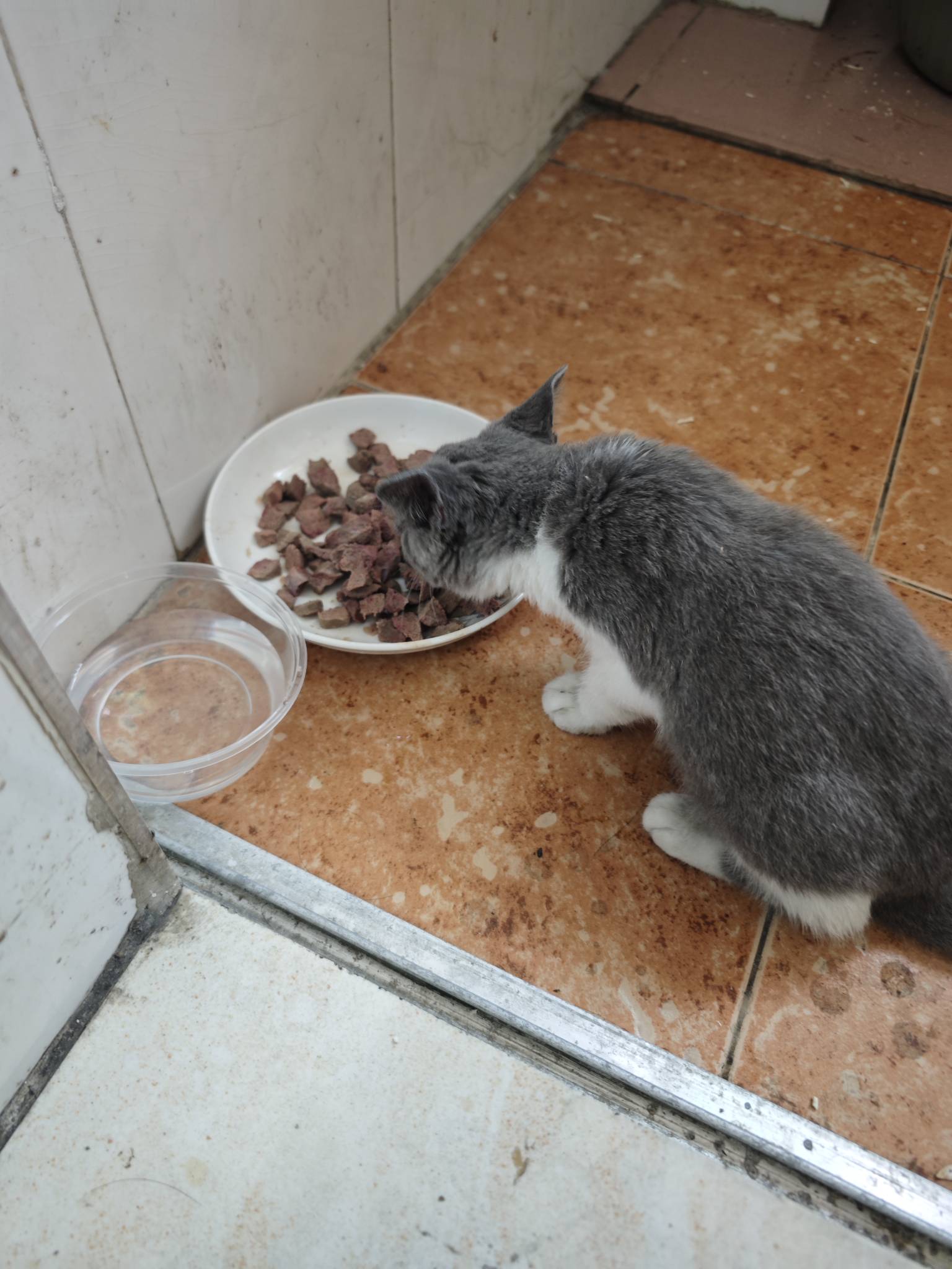 这挂壁流浪猫真能吃，一天一副五块钱的猪肝，拍了牙齿问豆包多大了，才两个月就这么能16 / 作者:雷霆吧 / 