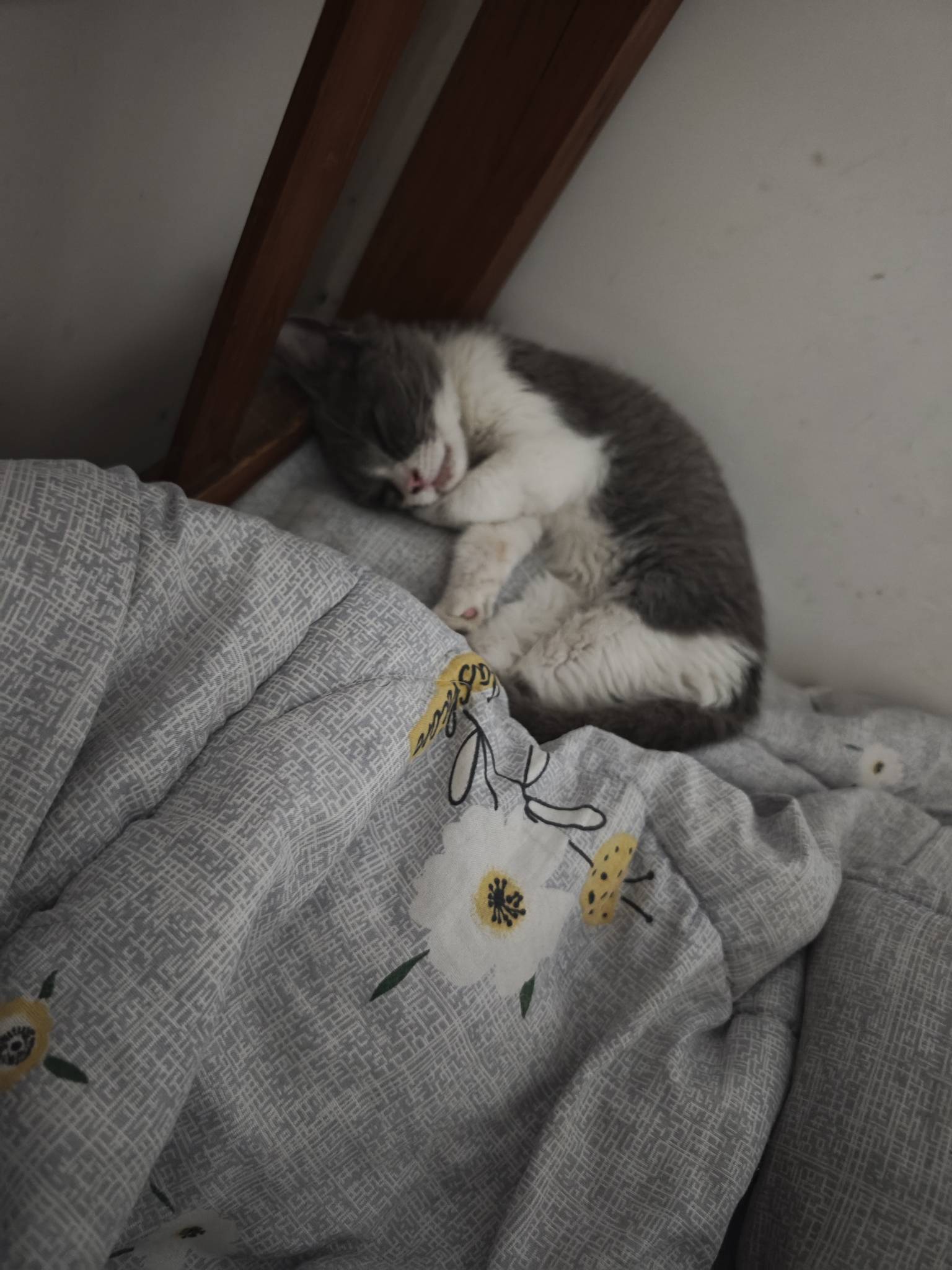 这挂壁流浪猫真能吃，一天一副五块钱的猪肝，拍了牙齿问豆包多大了，才两个月就这么能16 / 作者:雷霆吧 / 