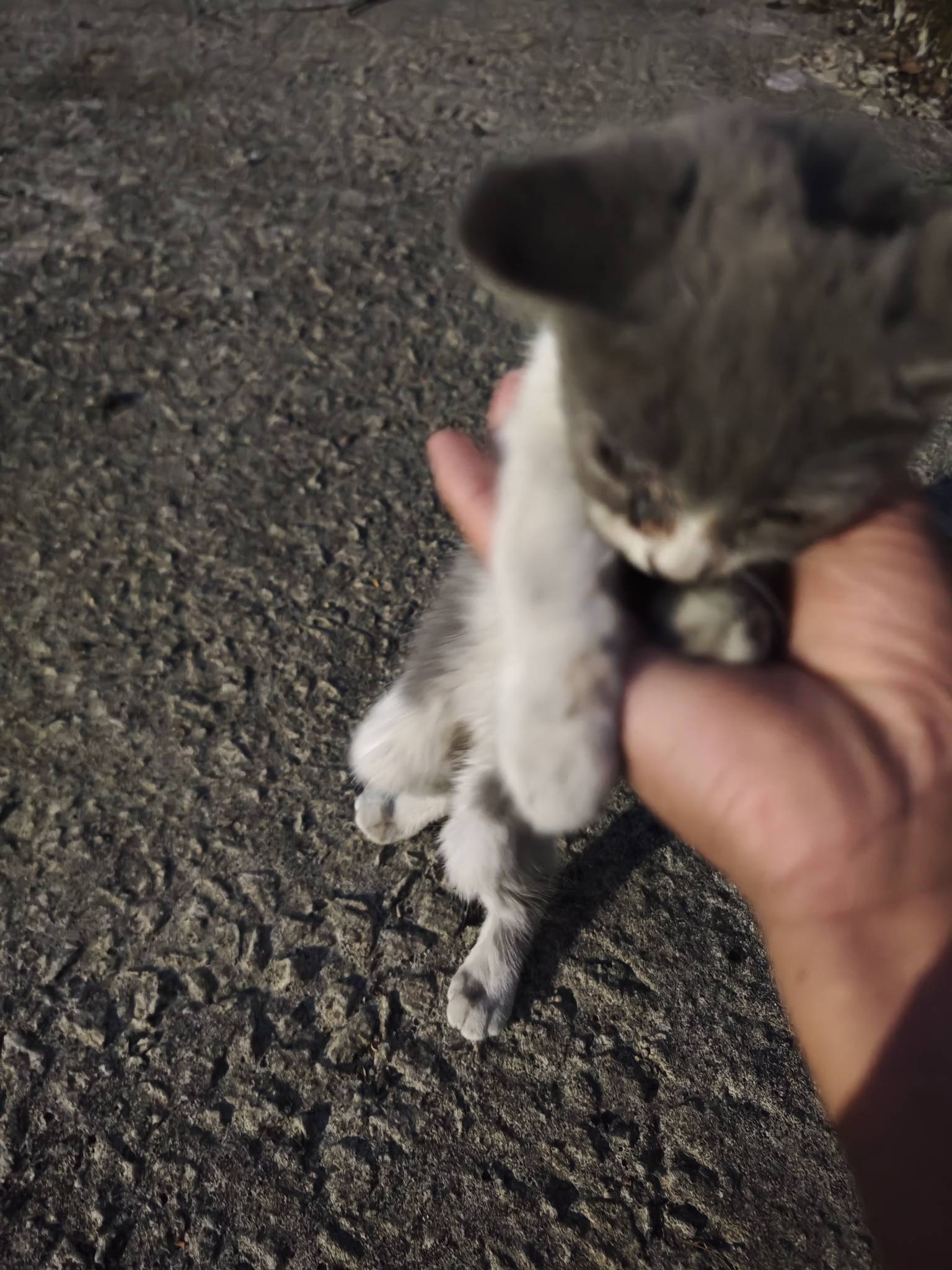 这挂壁流浪猫真能吃，一天一副五块钱的猪肝，拍了牙齿问豆包多大了，才两个月就这么能0 / 作者:雷霆吧 / 