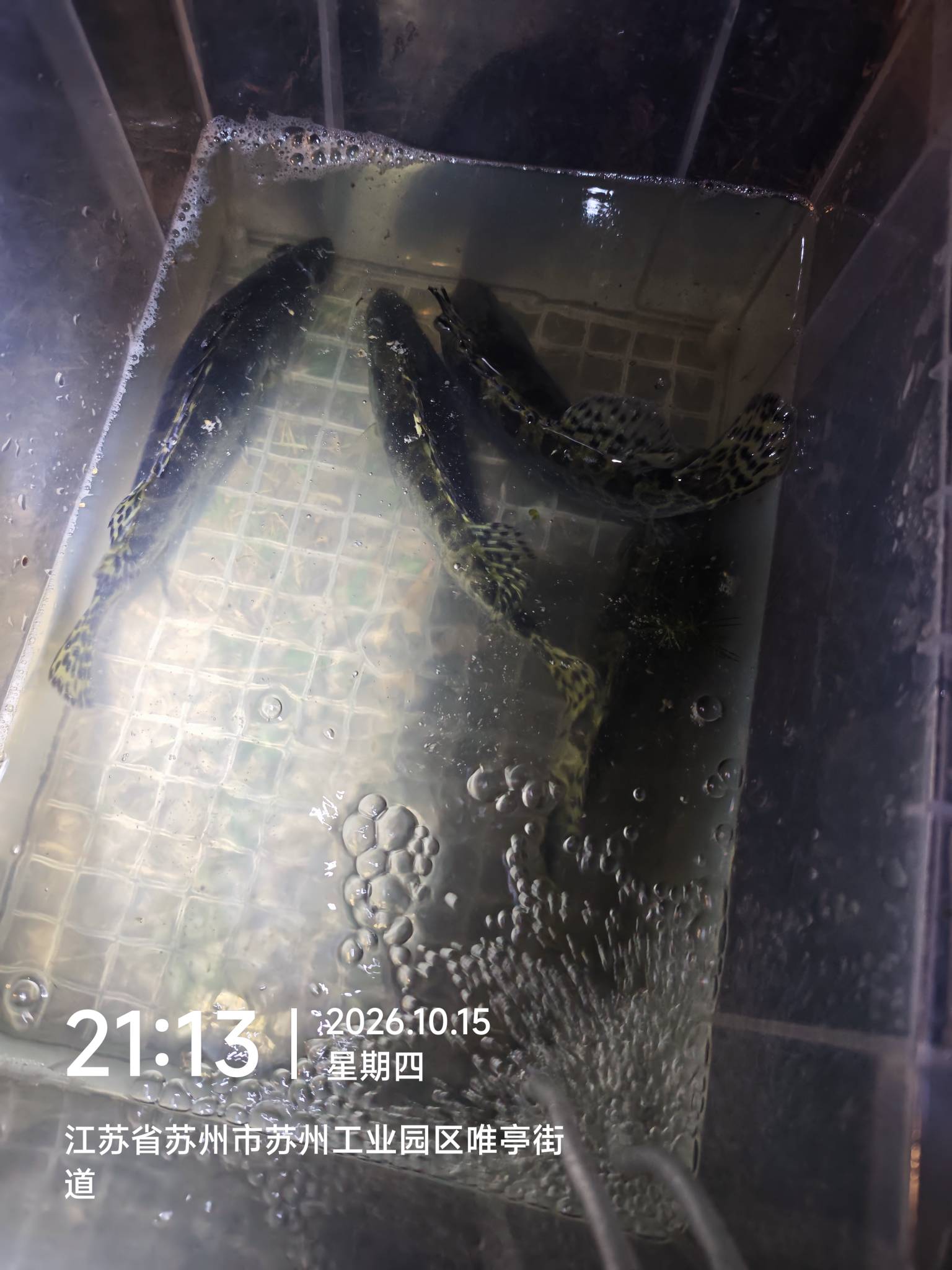 钓了点鳜鱼也算毛了

29 / 作者:嘎我去去去去 / 