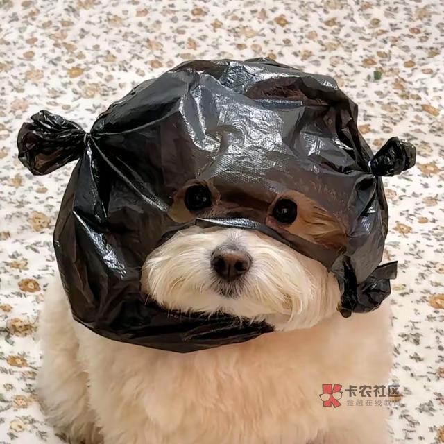 卡农管理员，老哥留联系方式了吗，老哥是不是犯法了，要不要面子删帖子老哥违规哪条了30 / 作者:小小下怪士 / 